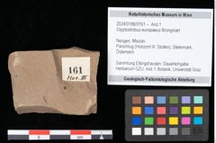 Foto (Objekt + Etikett) von Glyptostrobus europaeus Brongniart (NHMW-GEO-2024-0188-0161)
